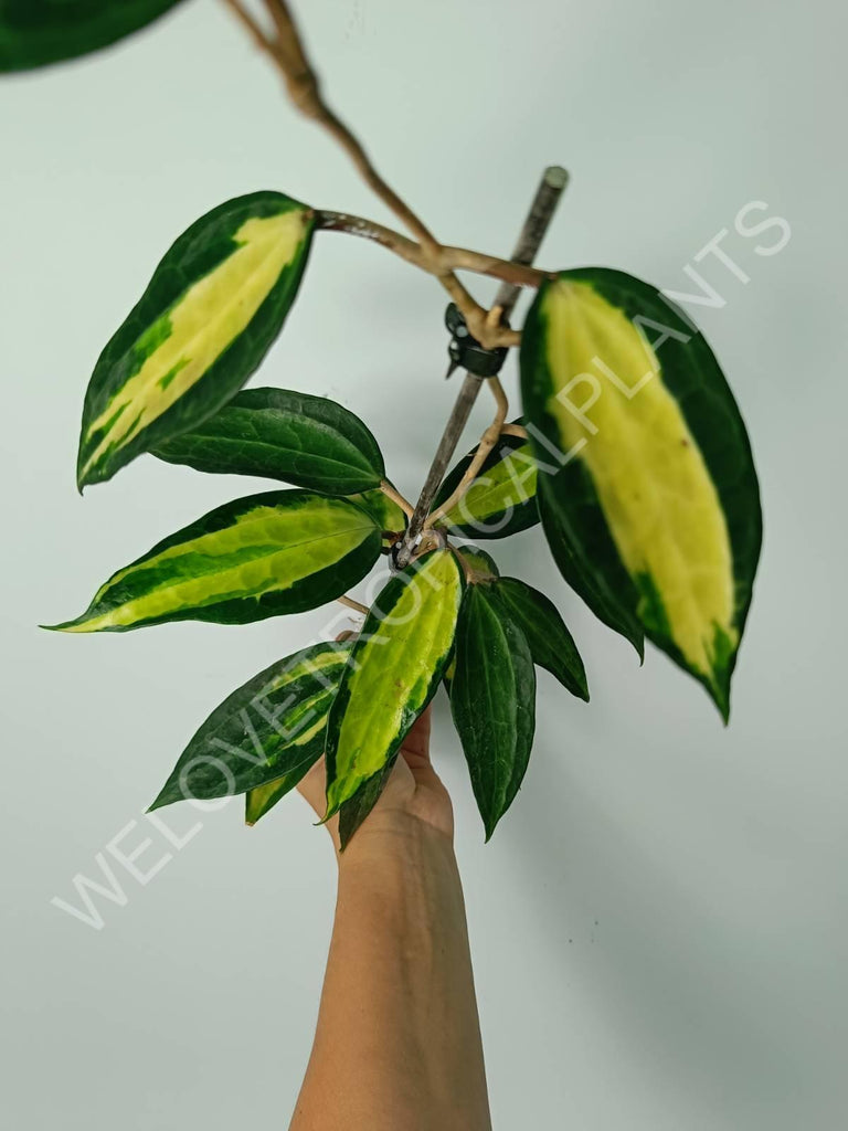 Hoya macrophylla variegata Pot of the Gold