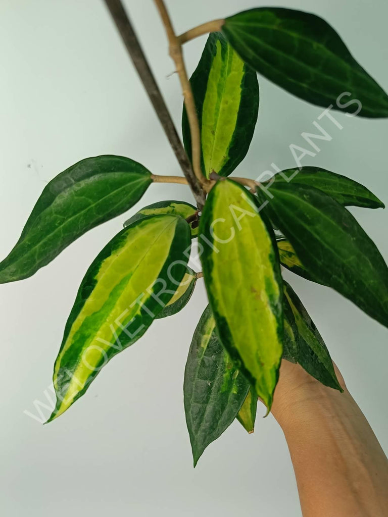 Hoya macrophylla variegata Pot of the Gold