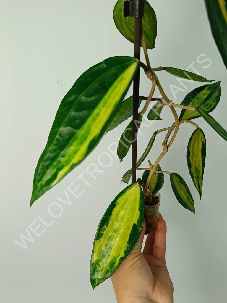 Hoya macrophylla variegata Pot of the Gold