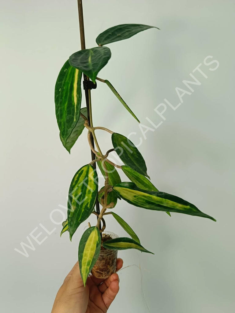 Hoya macrophylla variegata Pot of the Gold