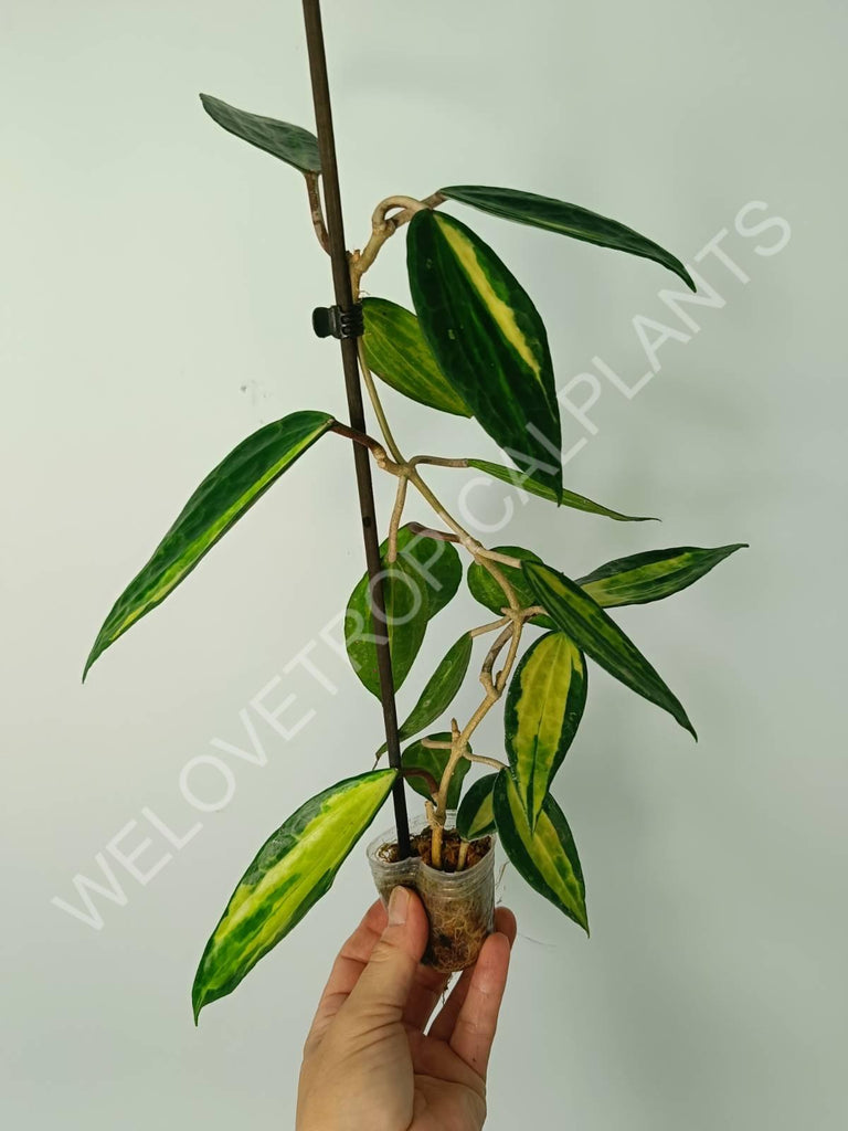 Hoya macrophylla variegata Pot of the Gold