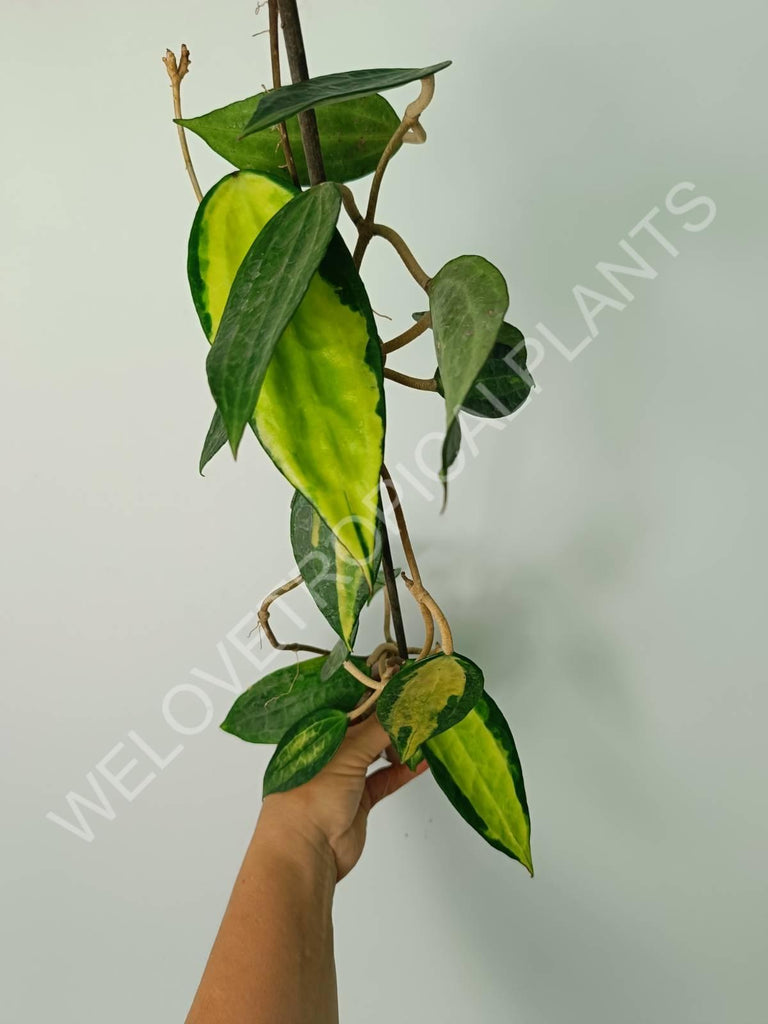 Hoya macrophylla variegata Pot of the Gold