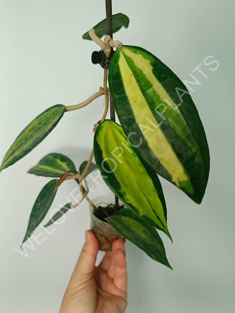 Hoya macrophylla variegata Pot of the Gold