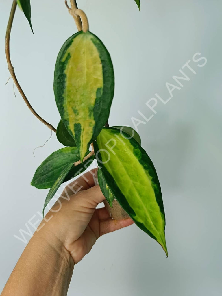 Hoya macrophylla variegata Pot of the Gold