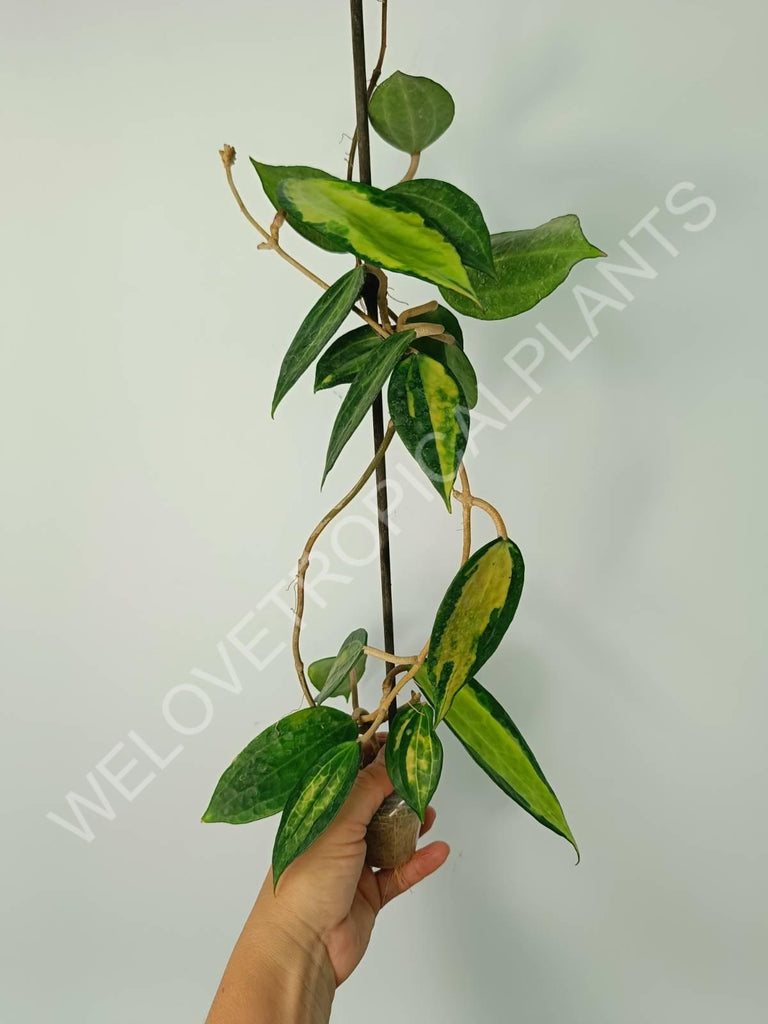 Hoya macrophylla variegata Pot of the Gold