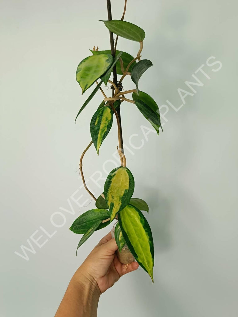 Hoya macrophylla variegata Pot of the Gold