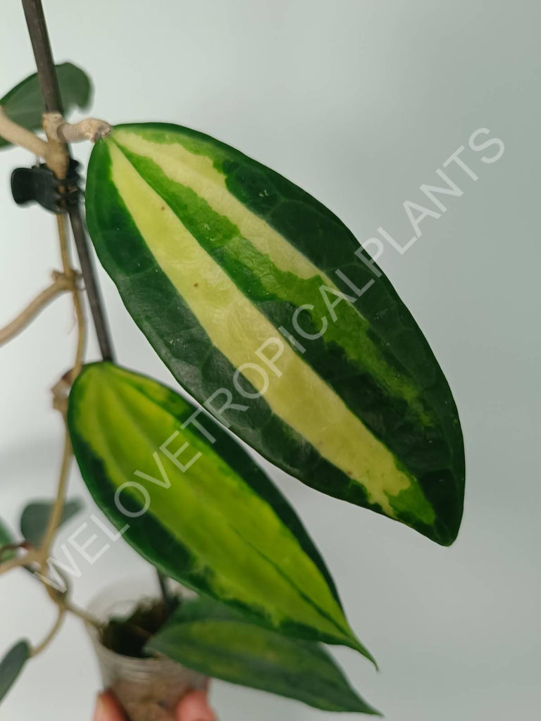 Hoya macrophylla variegata Pot of the Gold