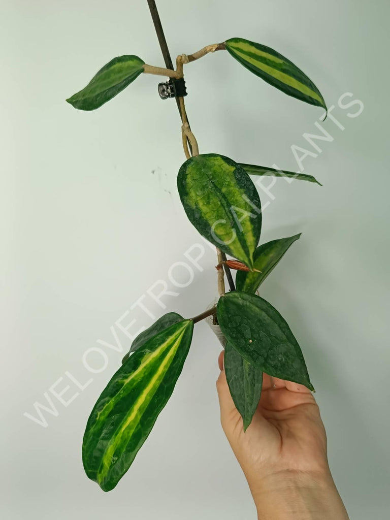 Hoya macrophylla variegata Pot of the Gold