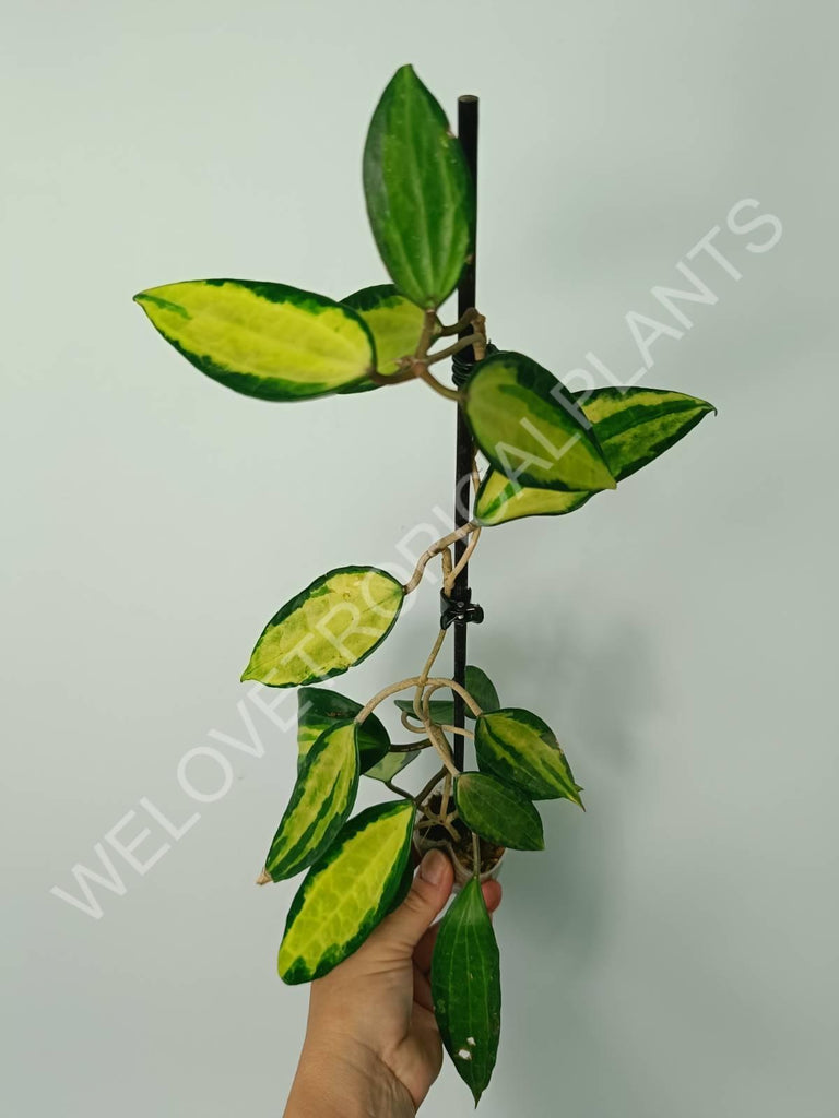 Hoya macrophylla variegata Pot of the Gold