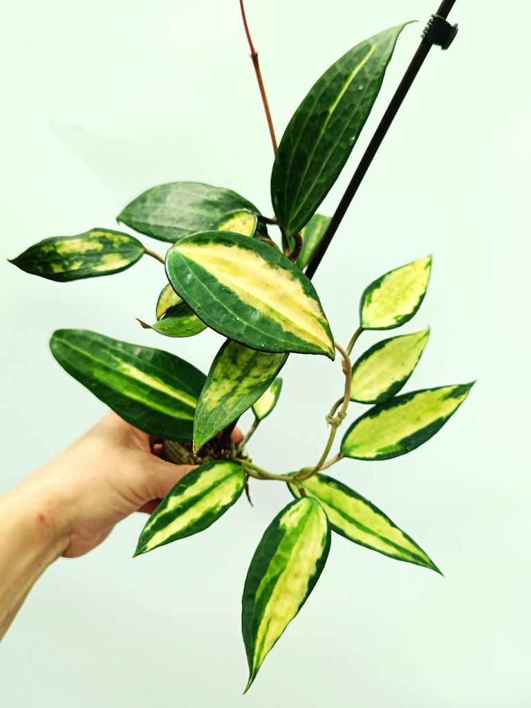 Hoya macrophylla variegata Pot of the Gold (inner variegation)