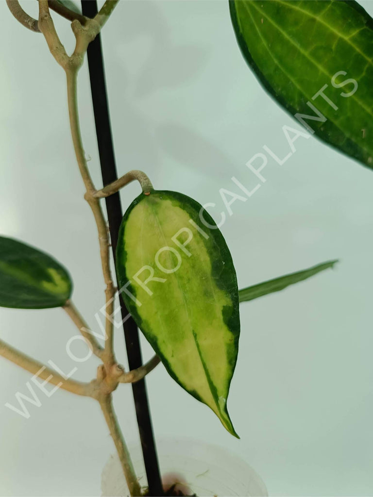 Hoya macrophylla variegata Pot of the Gold (inner variegation)