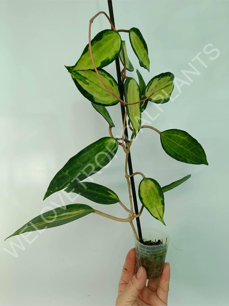 Hoya macrophylla variegata Pot of the Gold (inner variegation)