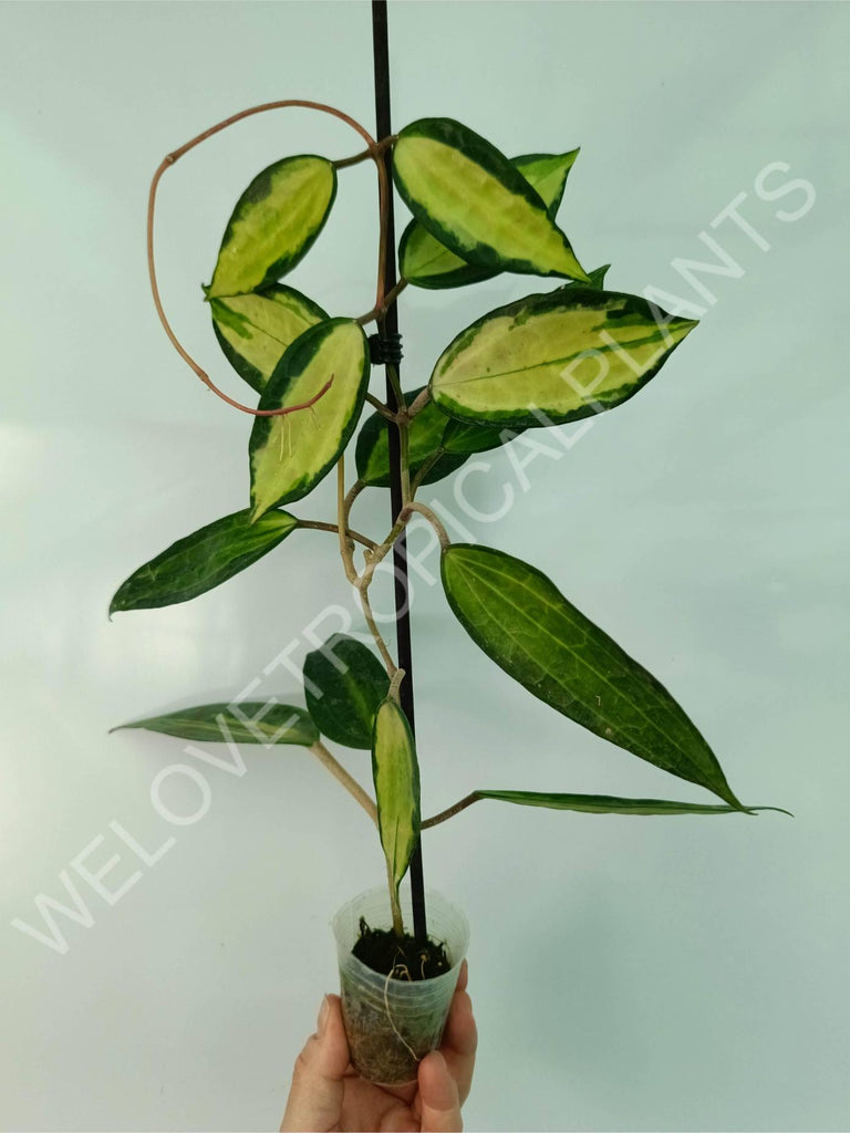 Hoya macrophylla variegata Pot of the Gold (inner variegation)