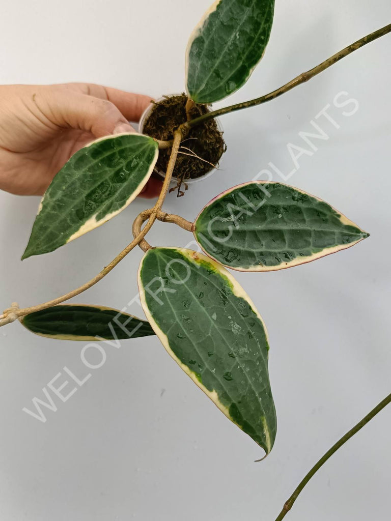 Hoya macrophylla variegata