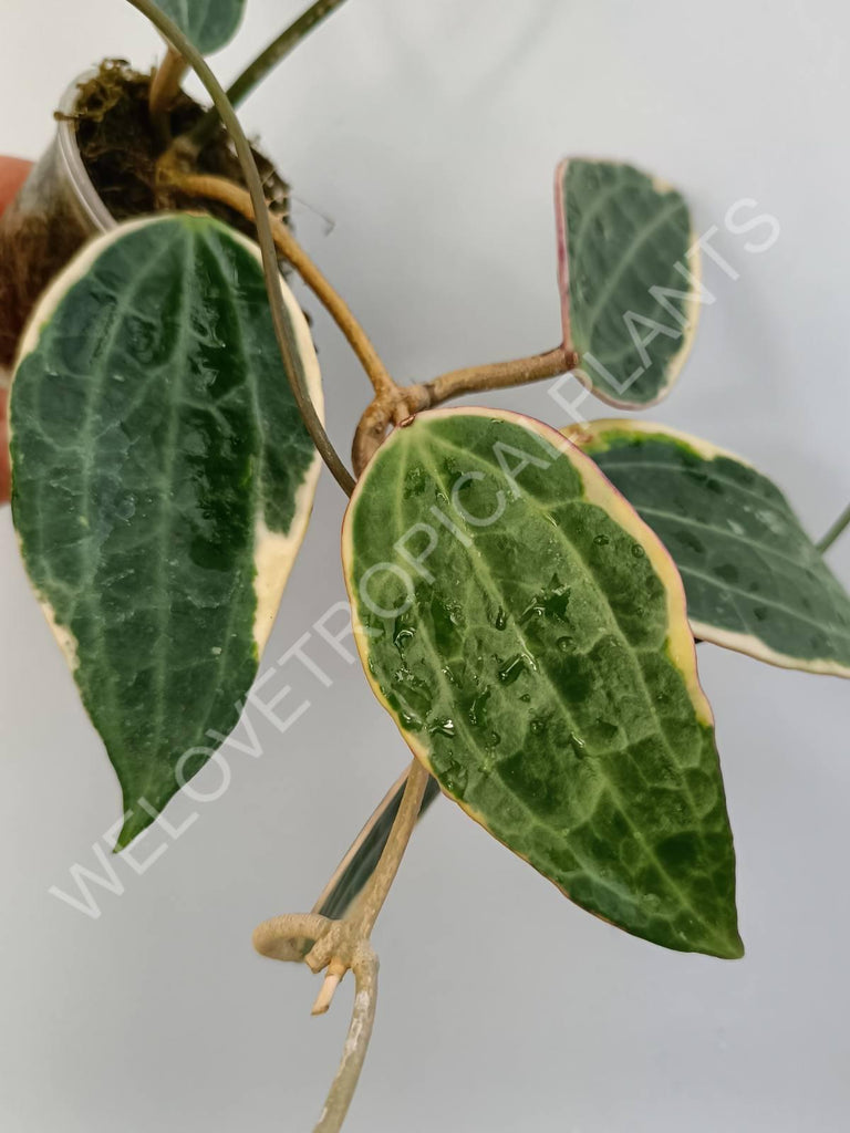 Hoya macrophylla variegata