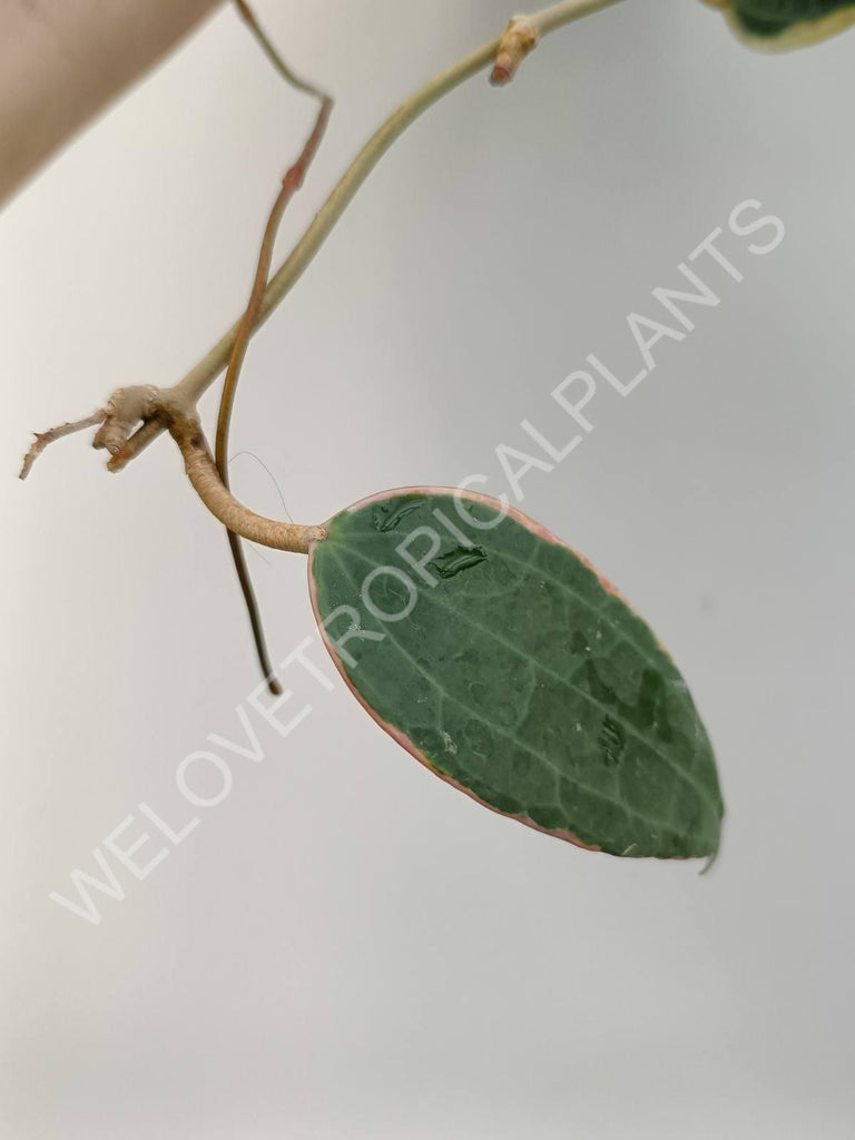 Hoya macrophylla variegata