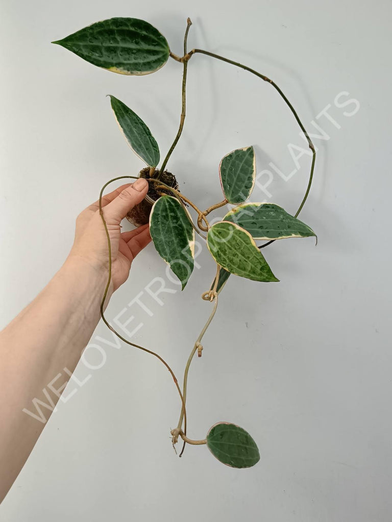 Hoya macrophylla variegata