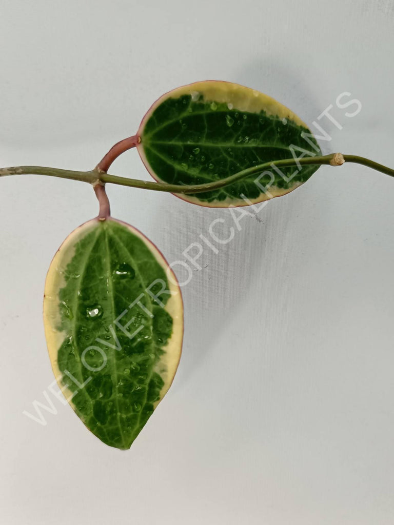 Hoya macrophylla variegata