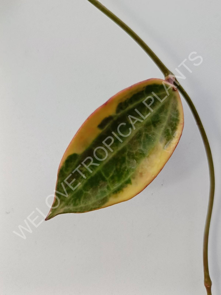 Hoya macrophylla variegata