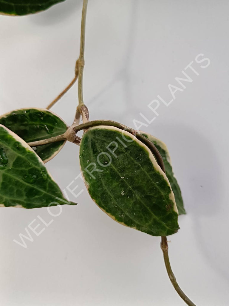 Hoya macrophylla variegata