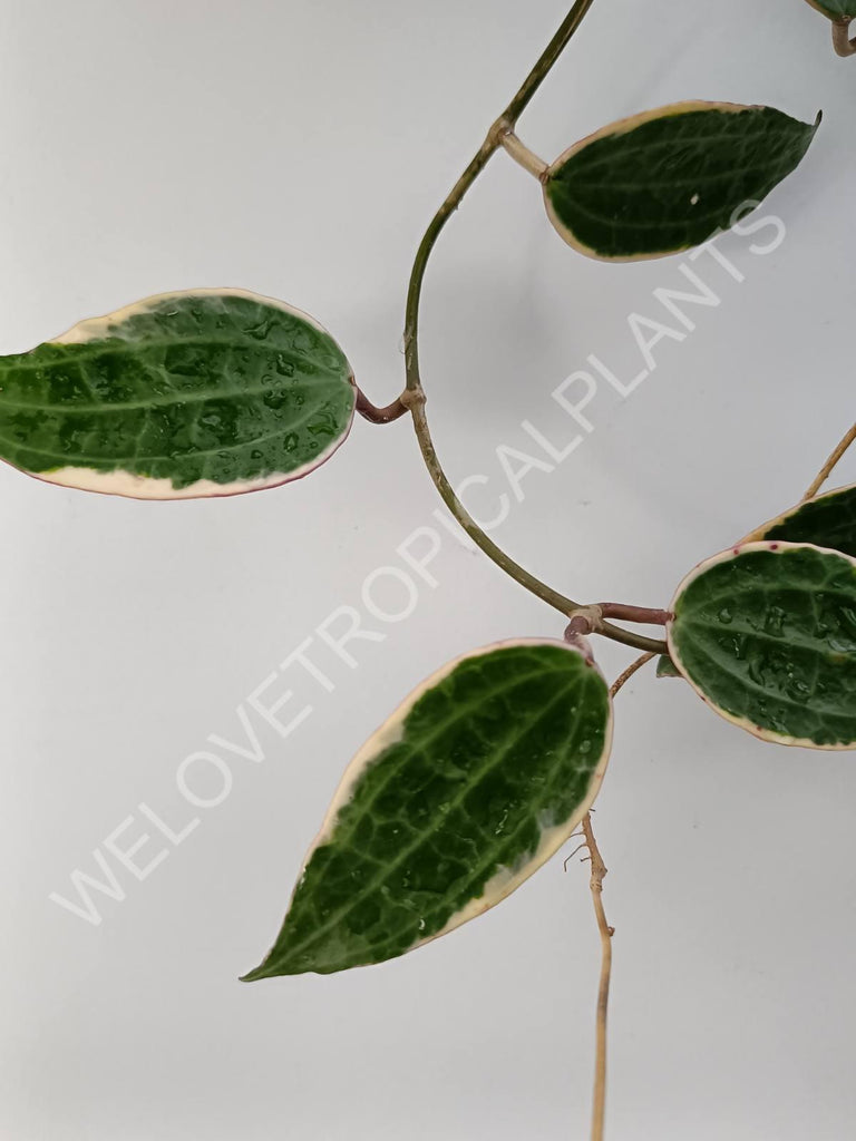 Hoya macrophylla variegata