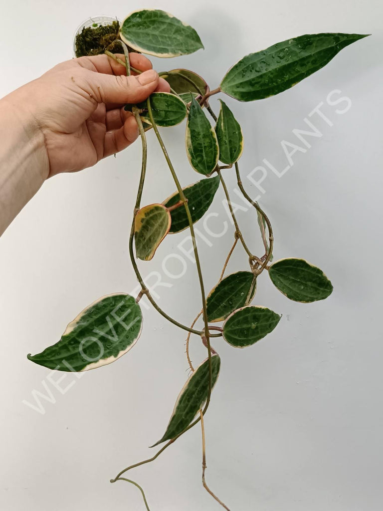 Hoya macrophylla variegata