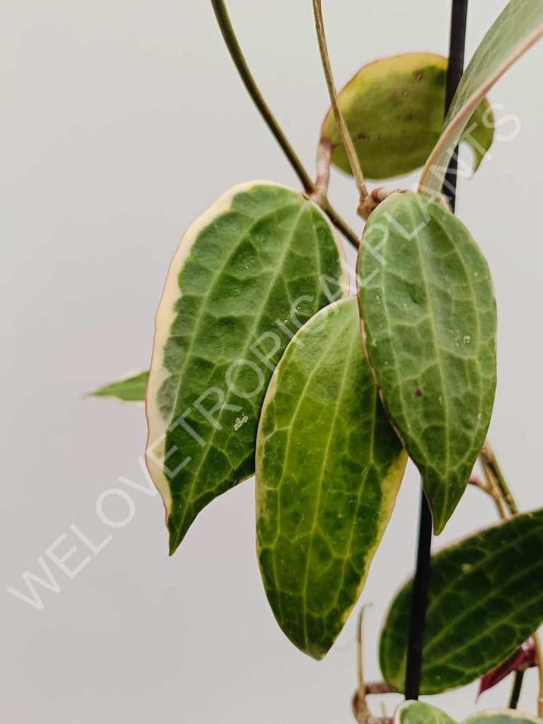 Hoya macrophylla variegata