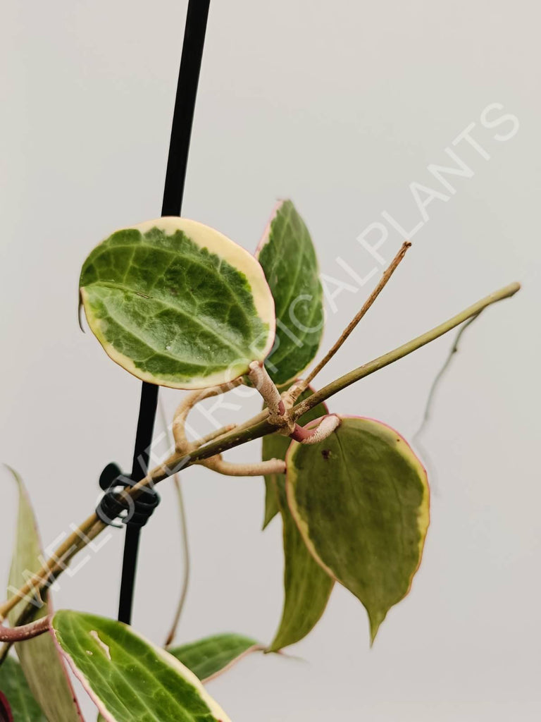 Hoya macrophylla variegata