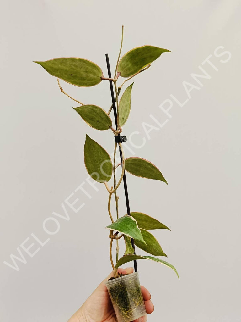 Hoya macrophylla variegata