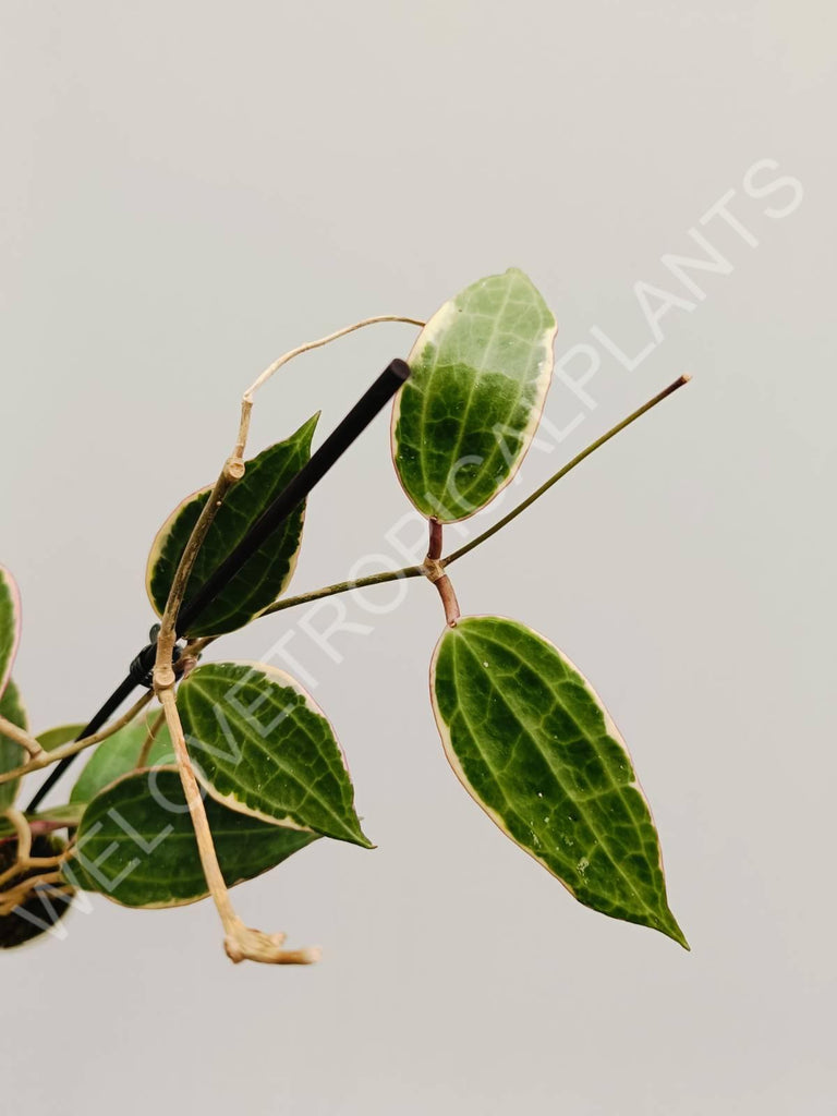 Hoya macrophylla variegata