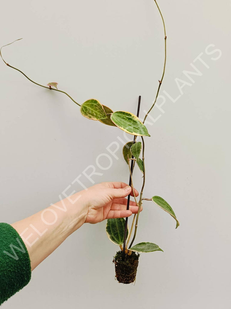 Hoya macrophylla variegata