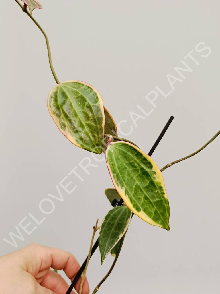 Hoya macrophylla variegata