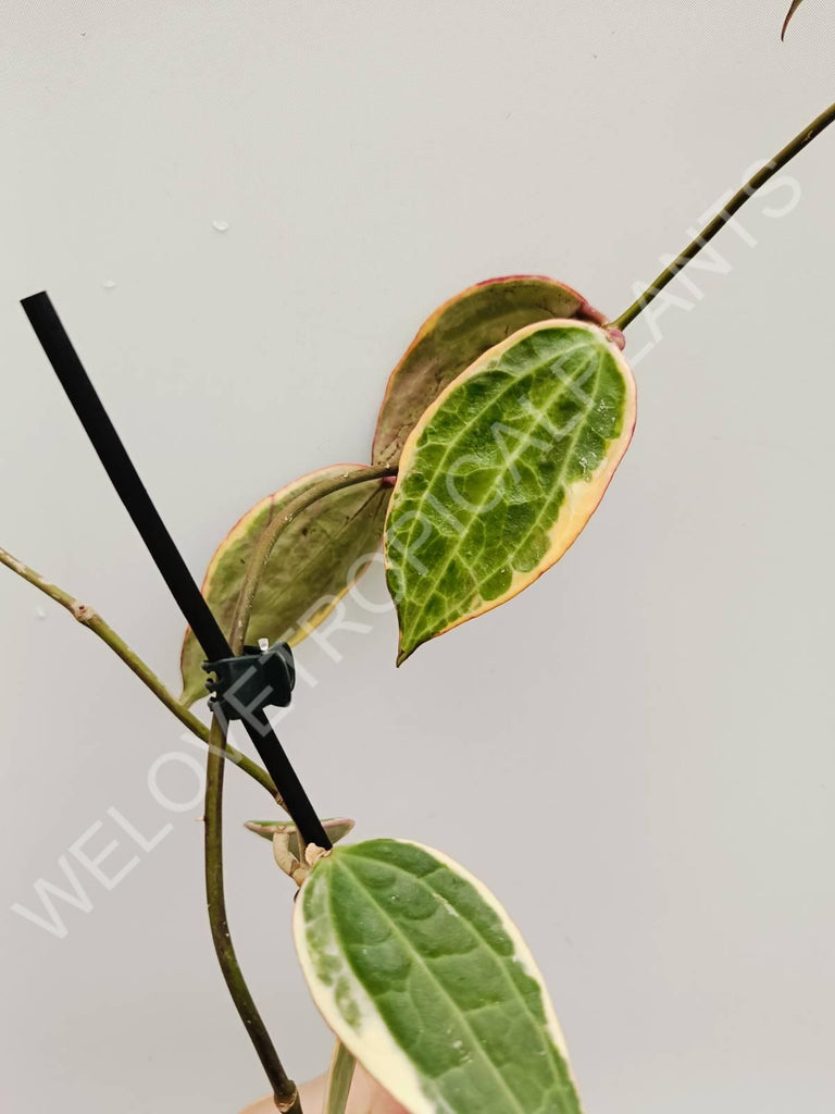 Hoya macrophylla variegata