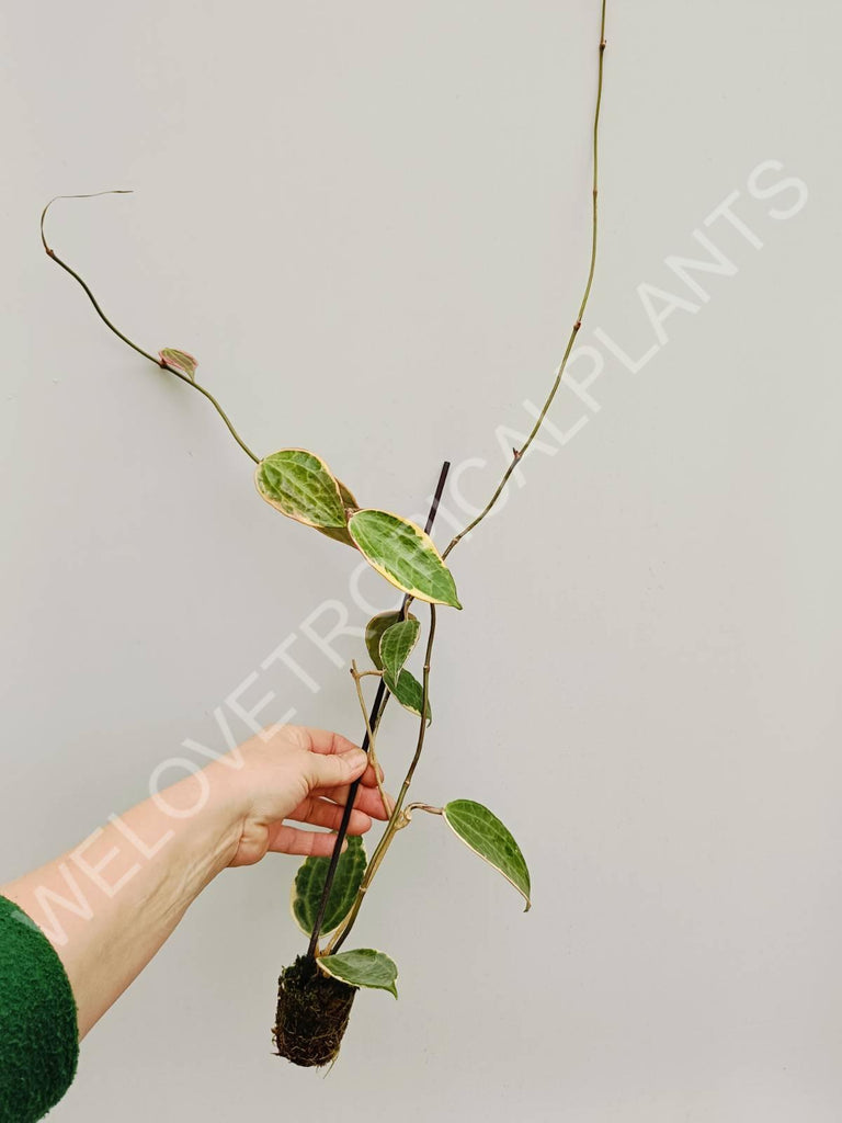 Hoya macrophylla variegata