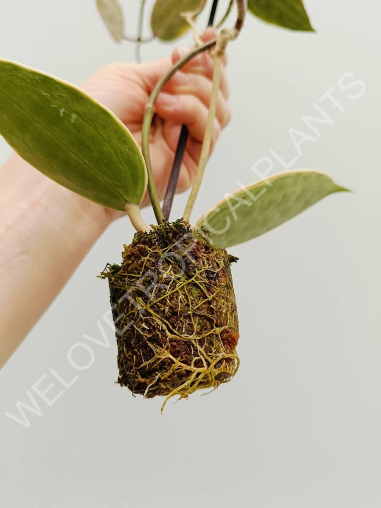 Hoya macrophylla variegata