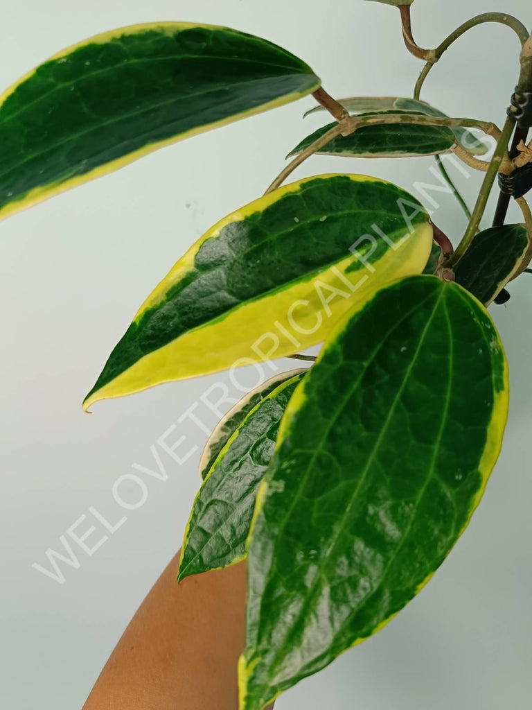 Hoya macrophylla variegata