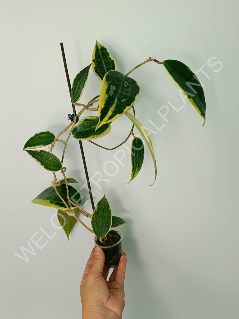 Hoya macrophylla variegata