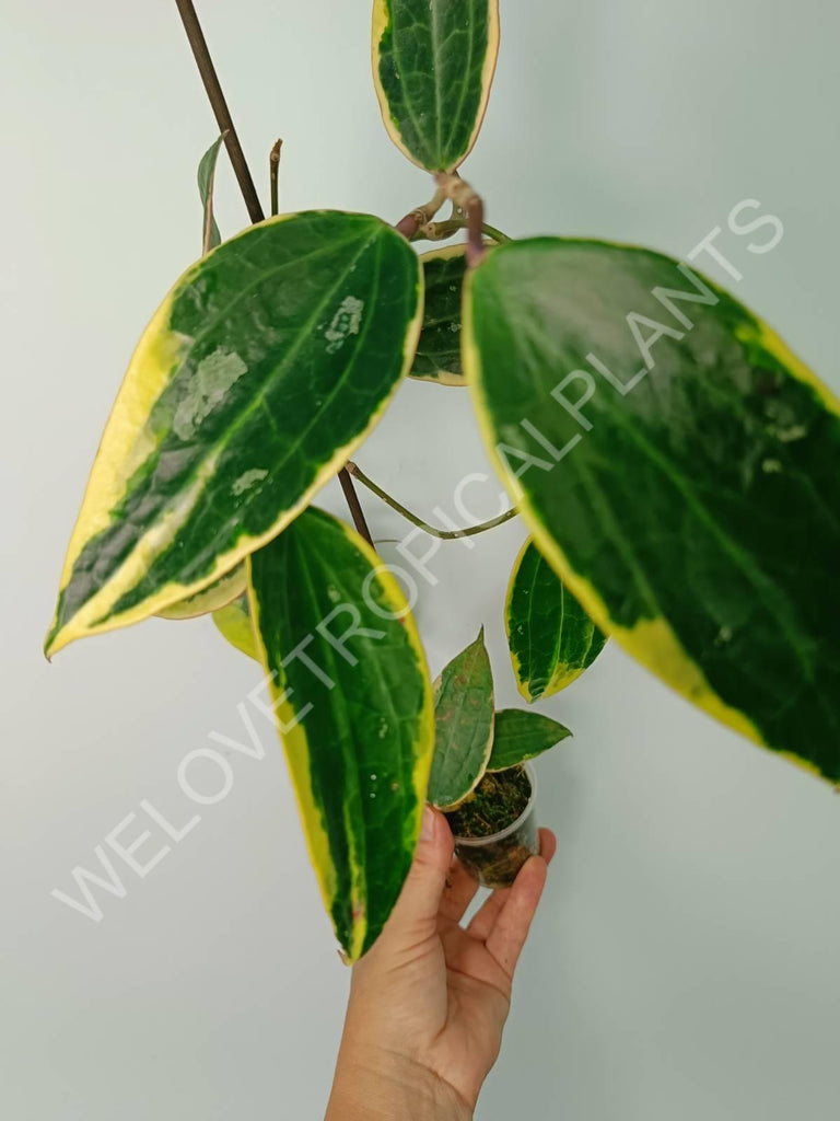 Hoya macrophylla variegata