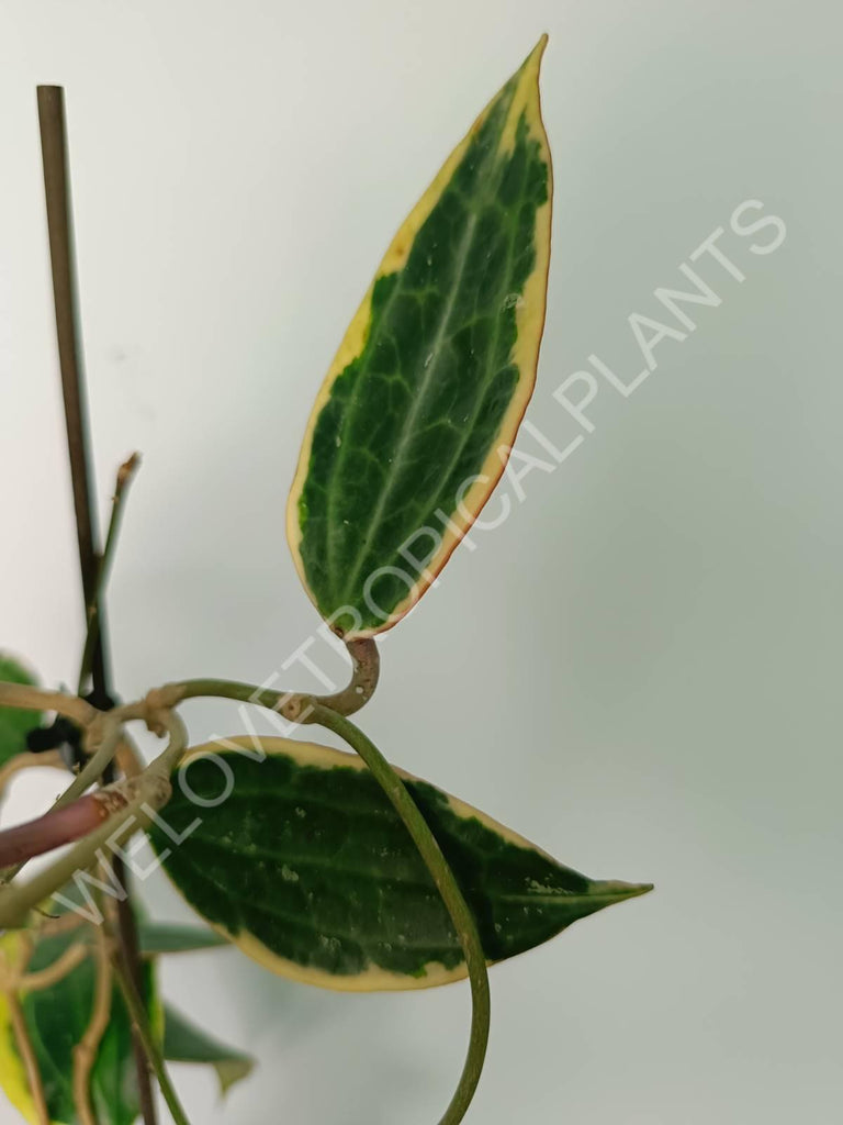 Hoya macrophylla variegata