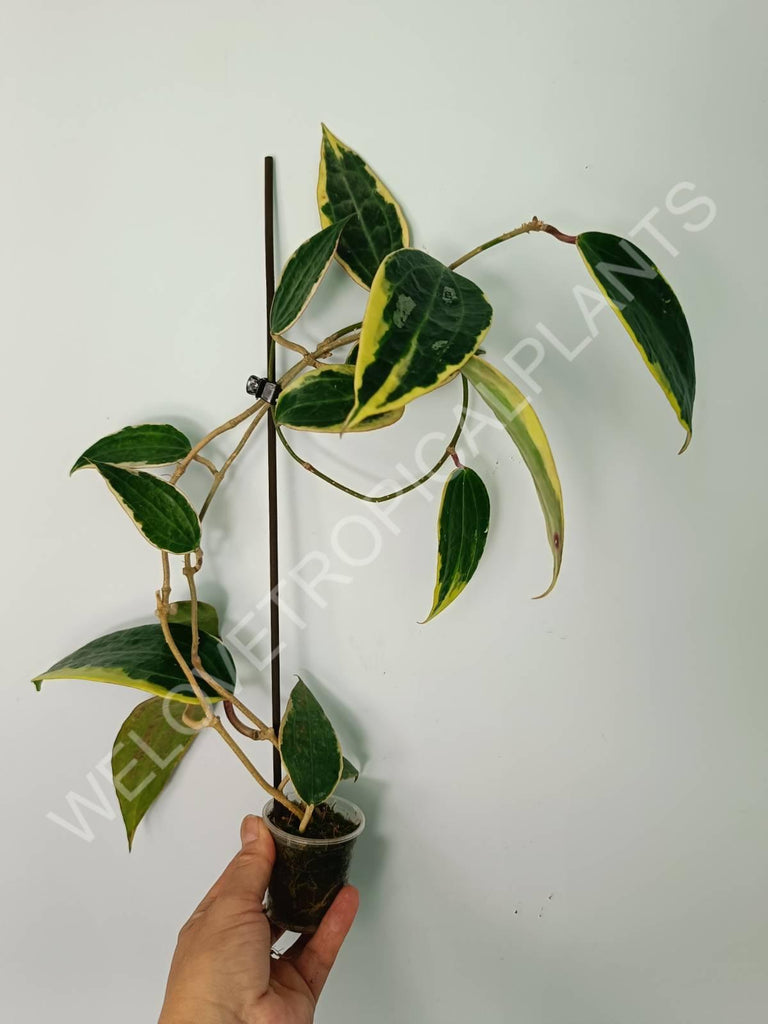 Hoya macrophylla variegata