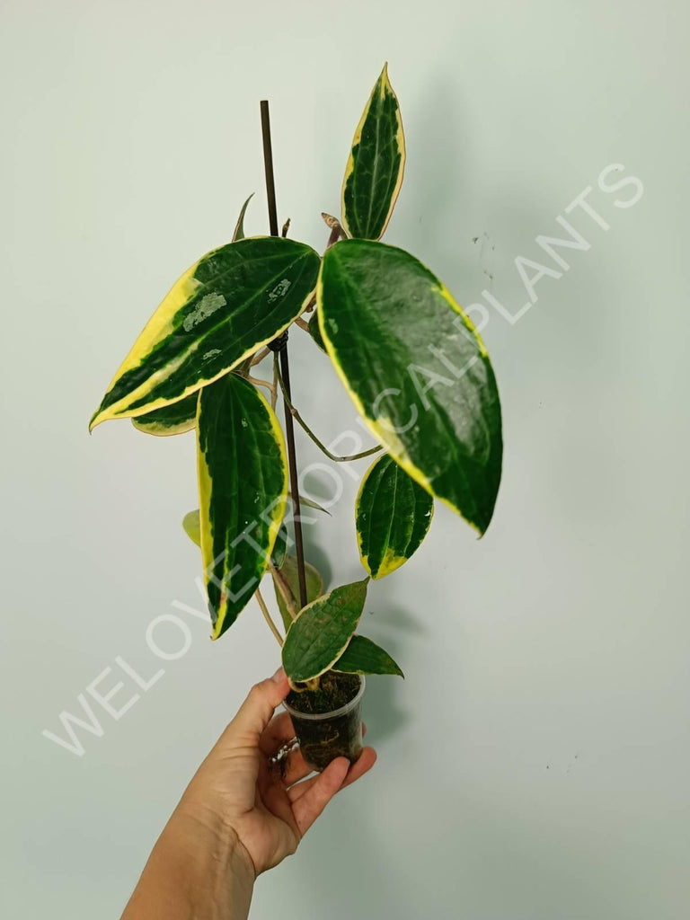 Hoya macrophylla variegata