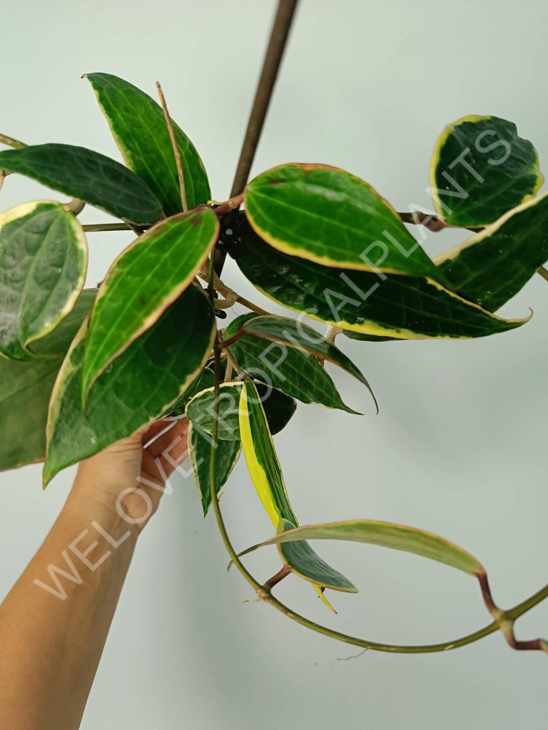 Hoya macrophylla variegata