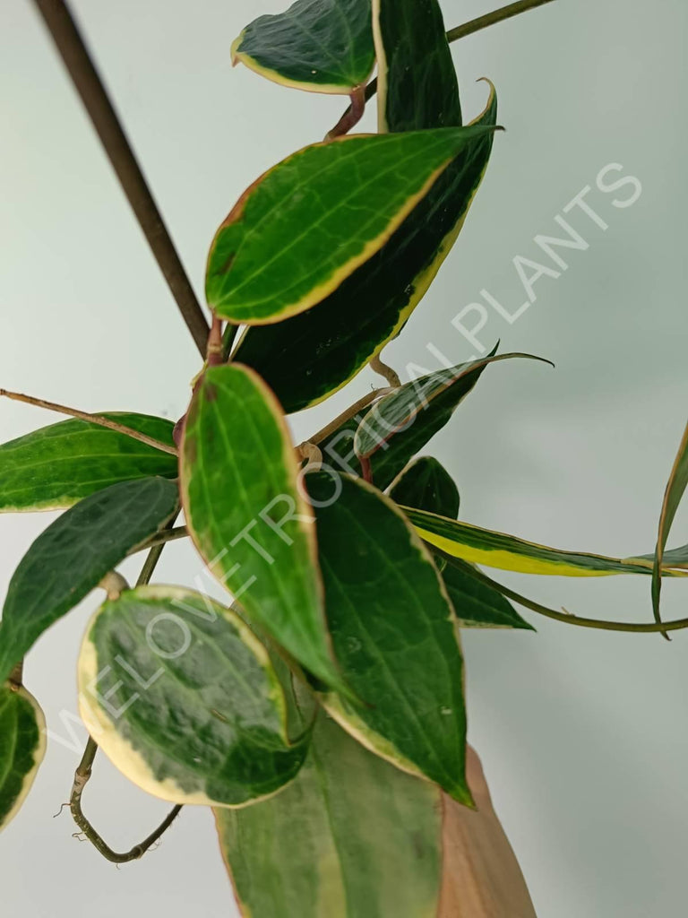 Hoya macrophylla variegata