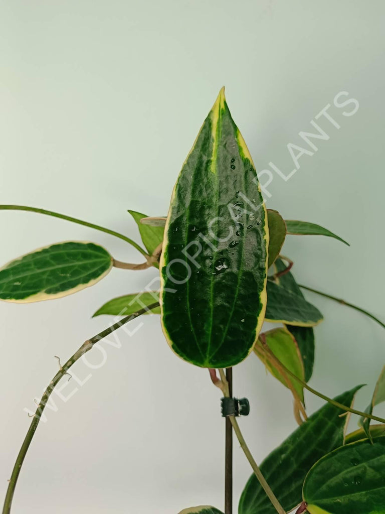 Hoya macrophylla variegata