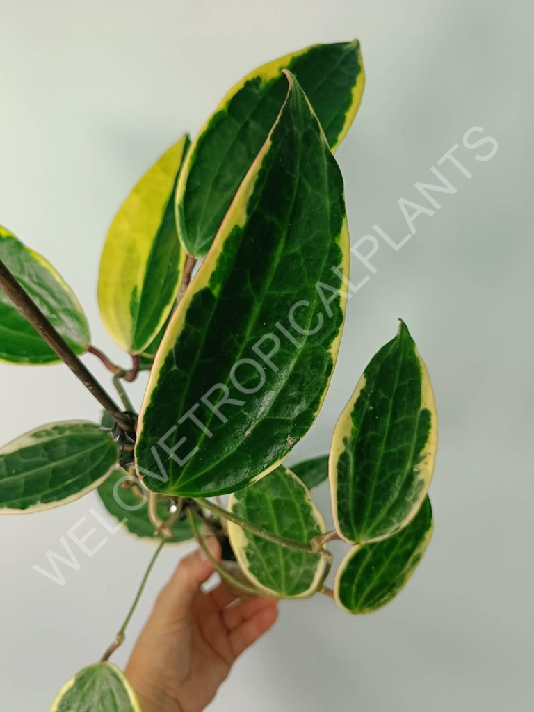 Hoya macrophylla variegata