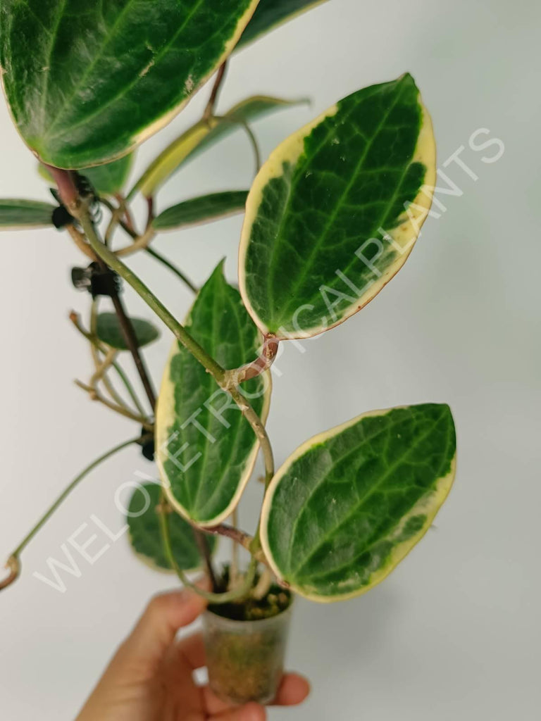 Hoya macrophylla variegata