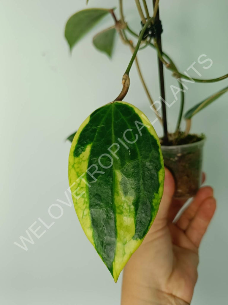 Hoya macrophylla variegata