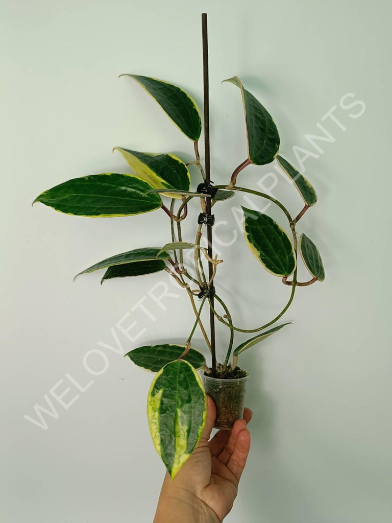 Hoya macrophylla variegata