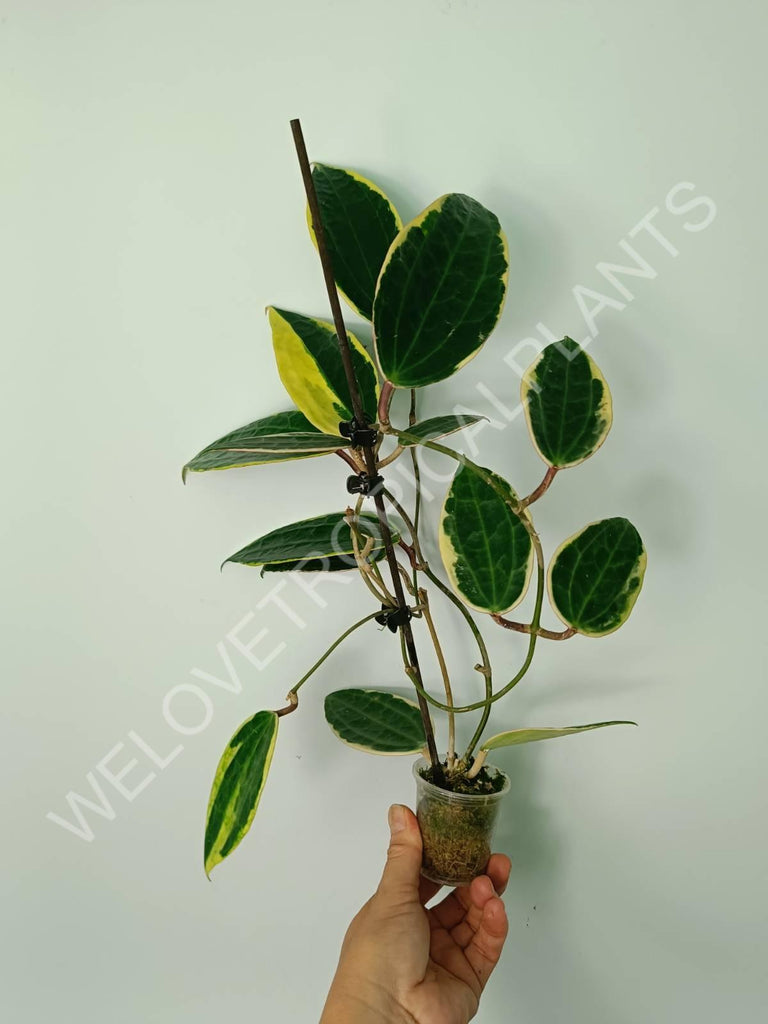 Hoya macrophylla variegata