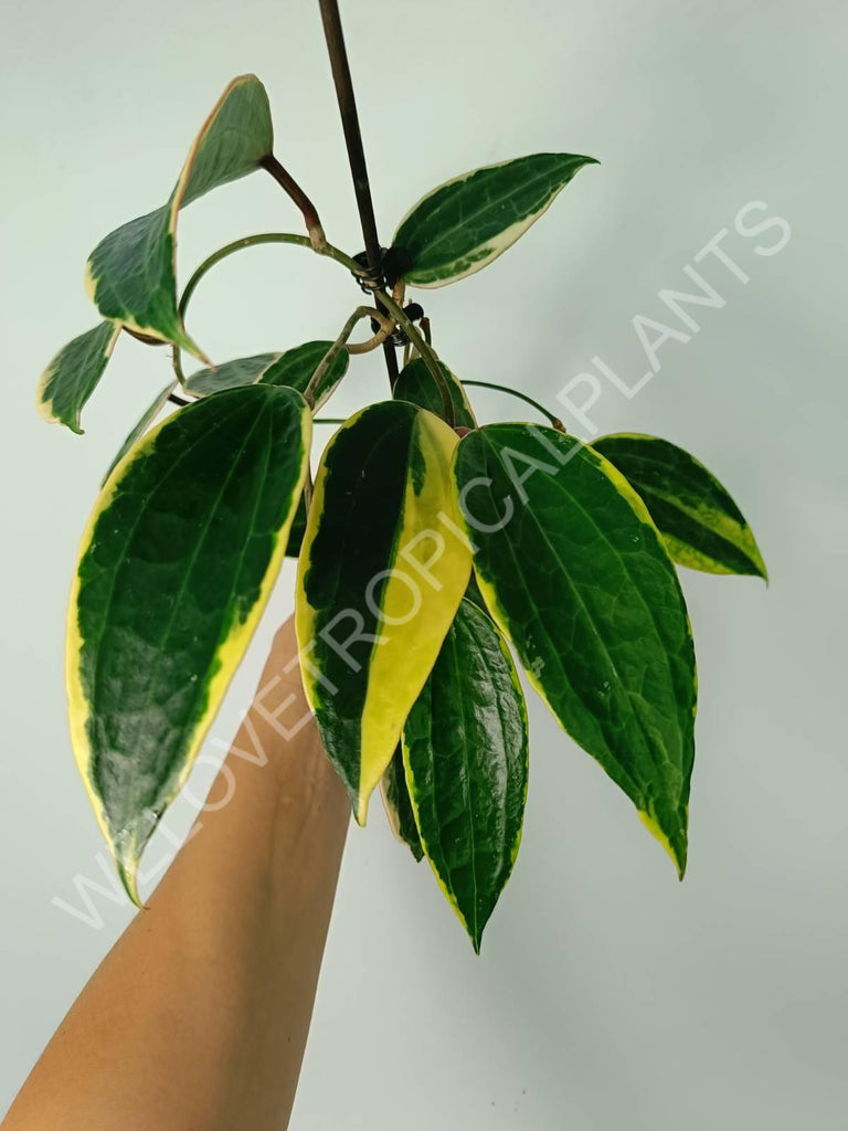 Hoya macrophylla variegata